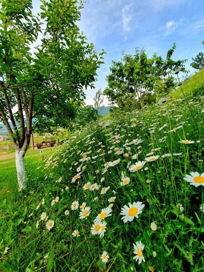 Guest House Ijevan'S Garden Экстерьер фото