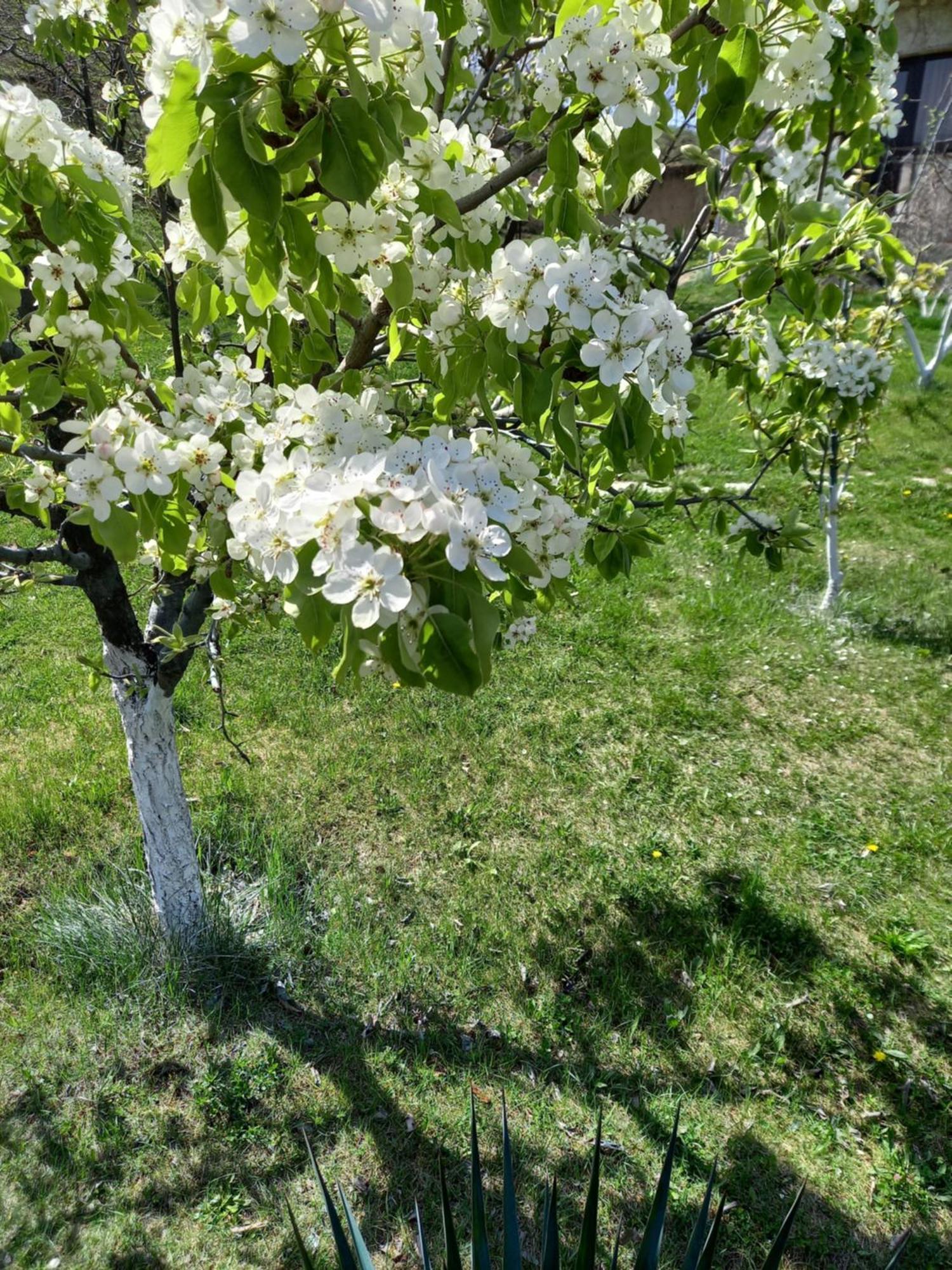 Guest House Ijevan'S Garden Экстерьер фото